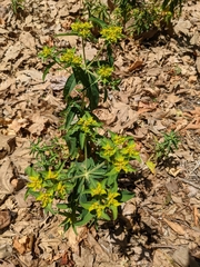 Euphorbia oblongata