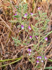 Teucrium resupinatum