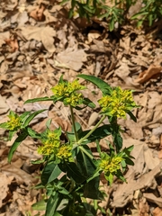 Euphorbia oblongata
