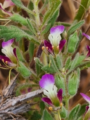 Teucrium resupinatum