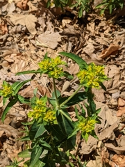 Euphorbia oblongata