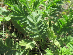 Potentilla longifolia