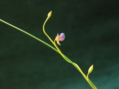 Utricularia uliginosa
