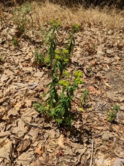 Euphorbia oblongata