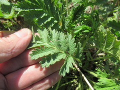 Potentilla longifolia