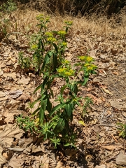 Euphorbia oblongata