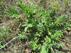 Potentilla longifolia
