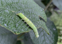 Orthosia cerasi
