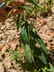 Euphorbia oblongata