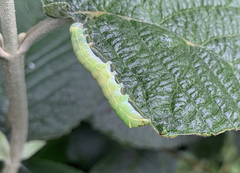 Orthosia cerasi