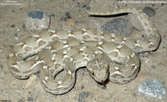 Echis carinatus