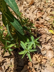 Euphorbia oblongata
