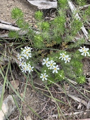 Leptosiphon nuttallii pubescens