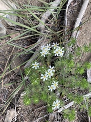 Leptosiphon nuttallii pubescens