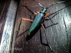 Plinthocoelium columbinum