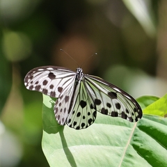 Ideopsis gaura