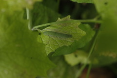 Anthocharis cardamines