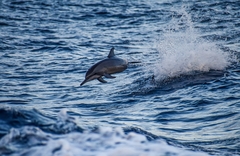 Stenella longirostris longirostris