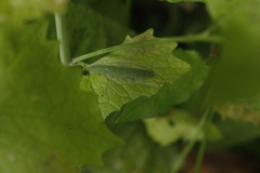 Anthocharis cardamines