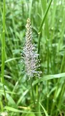 Plantago urvillei