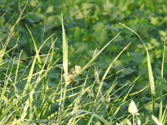 Bolboschoenus glaucus