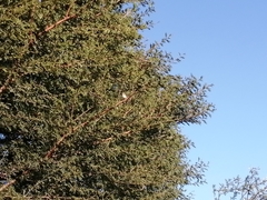 Chalcomitra amethystina