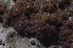 Endocladia