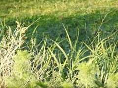 Bolboschoenus glaucus