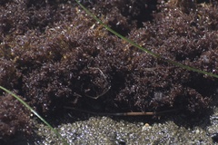 Endocladia