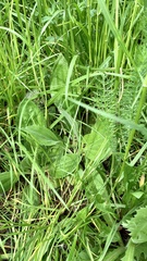 Plantago urvillei