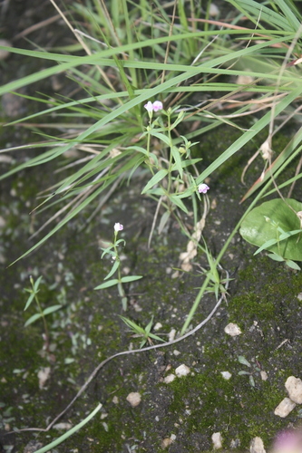 Linderniella gracilis