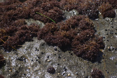 Endocladia