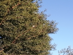 Chalcomitra amethystina