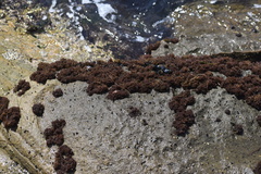 Endocladia