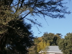 Chalcomitra amethystina