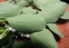 Cotoneaster hebephyllus