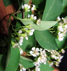 Cotoneaster hebephyllus