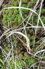Sphagnum strictum