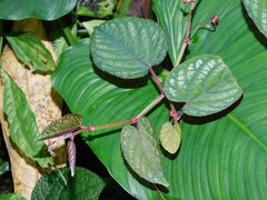 Cissus discolor