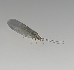 Nothochrysa fulviceps