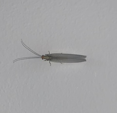 Nothochrysa fulviceps