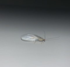 Nothochrysa fulviceps