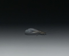 Nothochrysa fulviceps