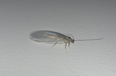 Nothochrysa fulviceps