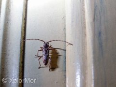 Elaphidion splendidum