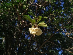 Elaeocarpus bancroftii