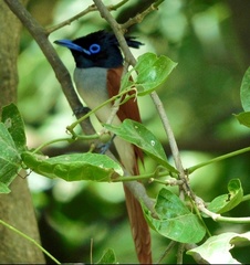 Terpsiphone paradisi paradisi