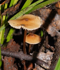 Entoloma aromaticum