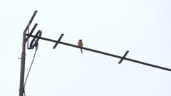 Phoenicurus phoenicurus