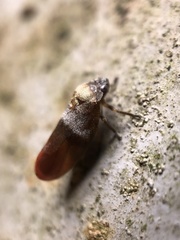 Eoscarta